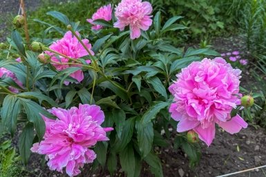 Клумба для ленивых: 7 цветов, которые цветут всё лето без ухода