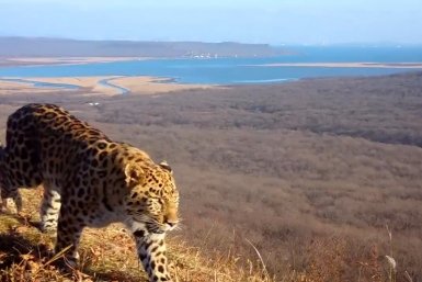 Сын Герды скриншот видео