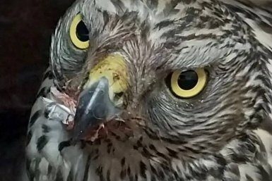 Усть-Кутские ветеринары выходили раненого ястреба