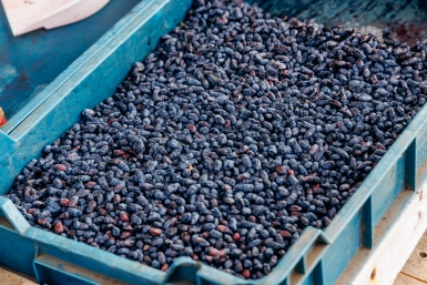 Для жимолости в апреле - строго обязательно, отблагодарит роскошным урожаем - агроном