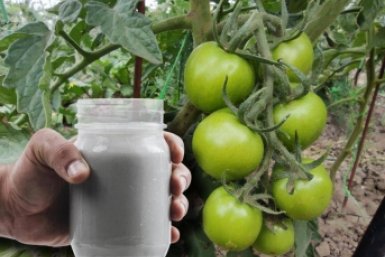 1 стакан смеси в лунку — и томаты облепят все кусты: засыплют урожаем до самых заморозков — по 5 кг с куста