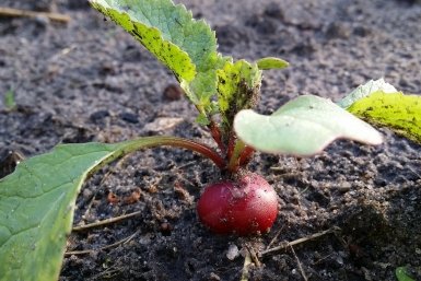 Засадила 10 семенами все окно в апреле - и через месяц собираю ведро редиски: всего 2 правила