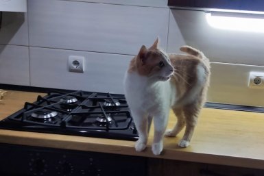 В крымском селе Дачном запускают газопроводы протяженностью более 22,6 км