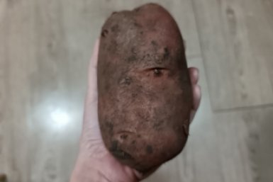 Даже палка даст щетку корней: втыкаем черенок в овощ — мощный природный корнеобразователь