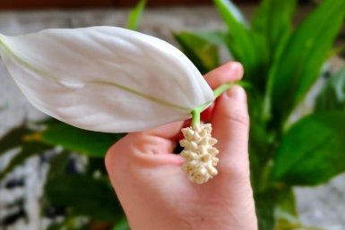 2 продукта с кухни в воду — спатифиллум выдаст десятки белых "флажков" в апреле: даже старый куст проснется и завалит бутонами