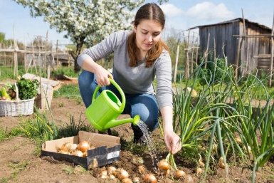 При посадке лука — обязательно: 1 щепотка в лейку — и головки вырастут размером с кулак, а перья не пожелтеют