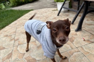 Не отпускать питомцев на самовыгул призвали в Госветслужбе Крыма