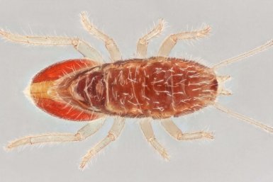 Боярышниковый клещ проснулся и деревья в опасности. Агроном рассказывает, как бороться