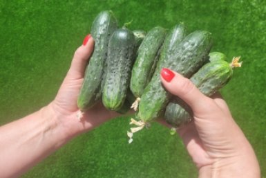 2 стакана теплой "кашицы" на грядку – и огурцы прут как не в себя: не кусты, а огуречный конвейер