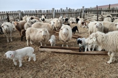 Овцы Правительство Забайкалья