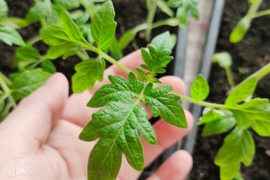 После 8 апреля рассаде томатов - важнее подкормок: 1 хитрость превратит чахлые растения в крепыши за пару дней