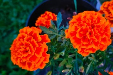 Когда и как появились бархатцы у славян: древняя легенда и символизм растения