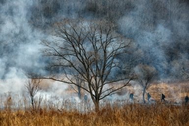 Режим ЧС в лесах ЕАО отменен, но шашлыки все еще под запретом