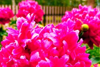 Для оригинального сада - обязательно: это растение превратит живую изгородь в чудо природы, цветение на 5+