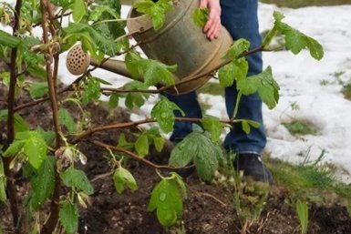Дачники, пока почки не набухли, смородине - обязательно: Полили и забыли про 1 "заразу"