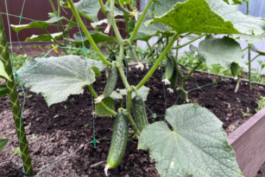 Огурцы - только не рыхлить: 5 секретов богатого урожая - методы Галины Кизимы