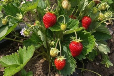 Обрабатываю этим клубнику в апреле — и гребу урожай тазами до заморозков