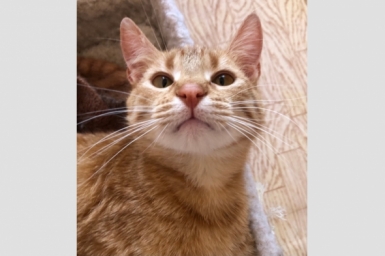 Рыжие, но не бесстыжие: молодых котиков пристраивают в Севастополе