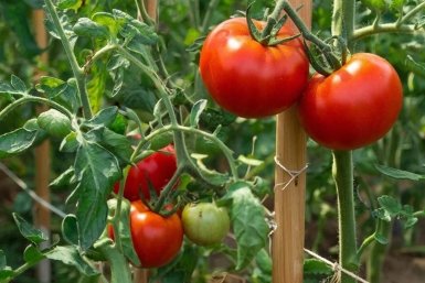 3 жёстких правила с томатами: И плодов будет столько, что соседей будете одаривать