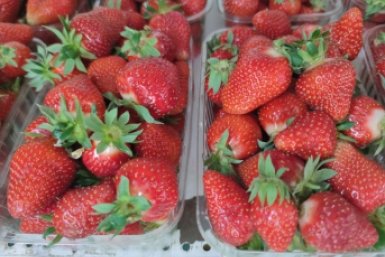 В Крыму местную клубнику продают за 2 тысячи рублей