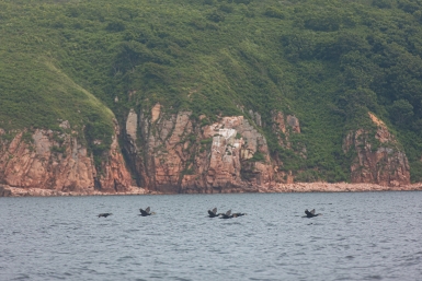 В США виндсерфер врезался в серого кита