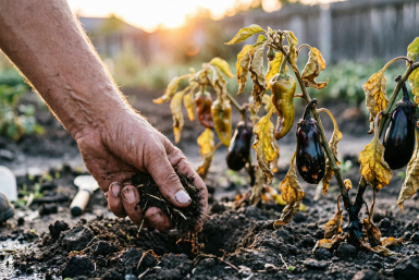 Перцы и баклажаны это ненавидят  — ни за что не кладите в лунки: 1 ошибка уничтожит урожай
