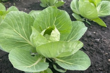 Посадила растения-компаньоны — и капуста растёт сама: без химии, без лишней возни