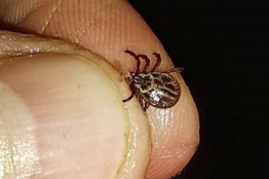 3 мазка на ноги и руки - на природе сидим хоть на траве: клещи убегают вприпрыжку