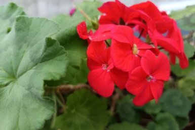 Капля на литр — пеларгония будто взбесилась, выдает бутон за бутоном как по расписанию