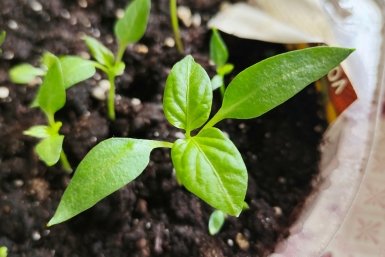 После 12 апреля перцу - нужнее всего: 6 ложек под корень - и рассада как после санатория, пышет здоровьем