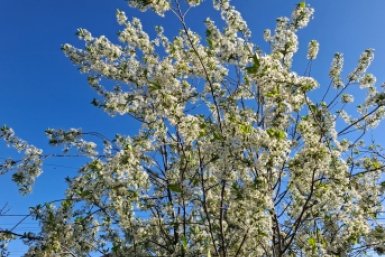 Не вишня, а карамелька: какой сорт самый сладкий и урожайный - выбрали 95% дачников