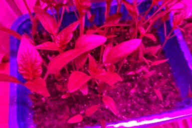 Смешиваю 3 аптечных препарата - и рассада перцев прет как на дрожжах: мощнее любой "химии"