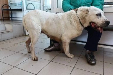 В Приангарье ветеринары удалили опухоль весом более 2,5 кг у 10-летнего алабая