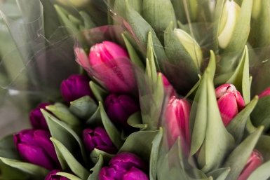 Тематическое фото Россельхознадзор