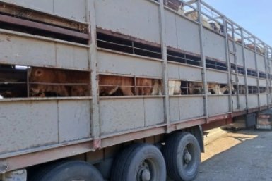 Крупно рогатый скот Россельхознадзор Забайкалья