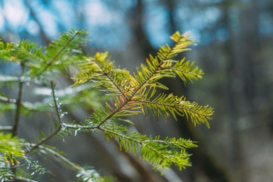 природа, лес, ель Мария Смитюк, ИА PrimaMedia