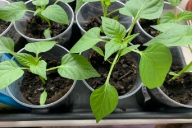 2 таблетки — и корни поперли как на дрожжах: рассаду хоть на продажу выставляй — с руками оторвут