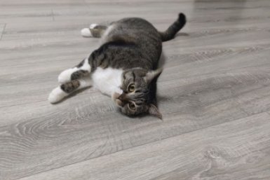 15 лет - слишком мало: сколько на самом деле живут кошки - породы-долгожители