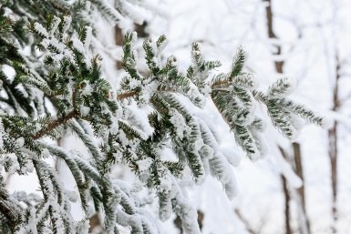 Опасный снегопад накроет горную часть Сочи в ближайшие часы