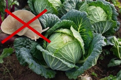 6 сортов капусты, которые не по зубам слизням - никаких дырявых листьев