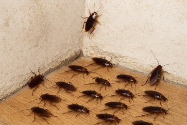 Смешиваю 4 ингредиента — и смертельная ловушка для тараканов готова: "стасики" удирают галопом навсегда