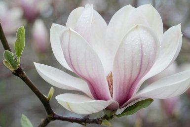 Гортензия и сирень – прошлый век: сажаем этот кустарник – красота неописуемая, цветет 3 месяца подряд