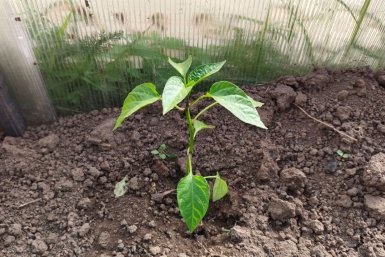 Сыпем по 2 ложки в лунку - перцы сладкие и не болеют: с каждого куста по 20 кг плодов