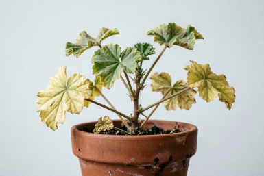Герани с желтыми листьями — обязательно: 1 г на 1 литр воды — и пеларгония зеленеет на глазах