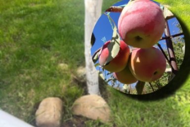 35 г вокруг ствола – и яблоки крупнее апельсинов: сладкие как варенье – никакой гнили