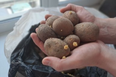 Мышь не проскочит: как защитить овощные запасы весной от прожорливых грызунов