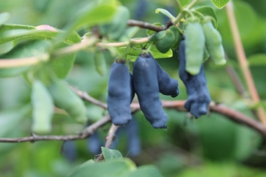 Жимолости до 20 апреля — обязательно: 4 шага к богатому урожаю — в июне ветки гнутся до земли от ягод