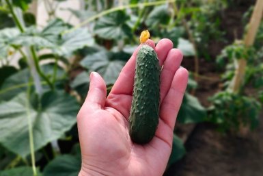 Ни позже, ни раньше - сейте огурцы в грунт только в "огуречный праздник": урожая хватит на весь Китай