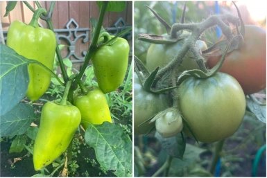 Всего 3 капли, и томаты с перцами - короли грядки: секретная подкормка в апреле