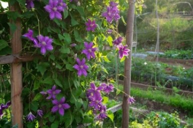Клематисы превратили забор в цветочный водопад — и все благодаря этим 3 деталям при посадке